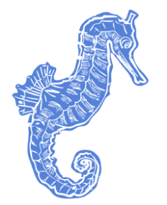 seahorse2
