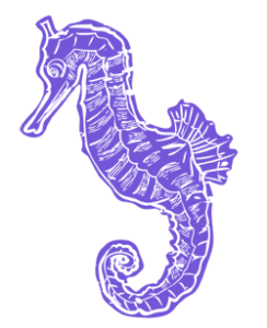 seahorse3